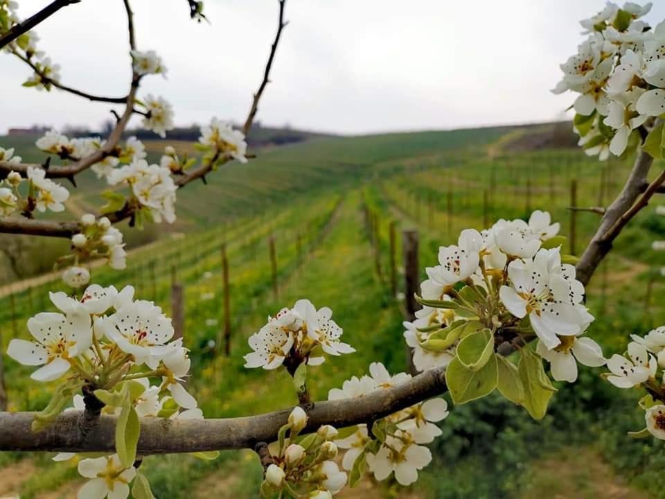 Cascina Valtignosa Camere Con Vigna Cassine Extérieur photo